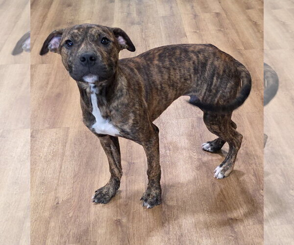 Medium Photo #1 Mutt Puppy For Sale in Clarkston, MI, USA