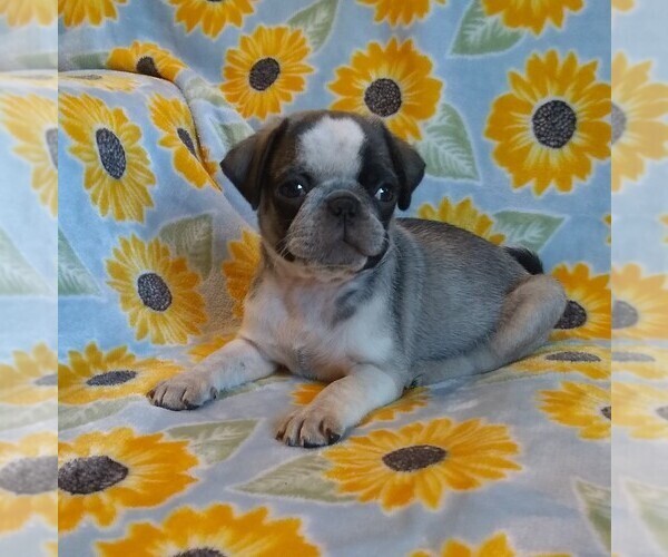 Medium Photo #2 Pug Puppy For Sale in FREDERICK, MD, USA