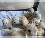 Small Photo #13 Poodle (Standard) Puppy For Sale in NASHVILLE, TN, USA