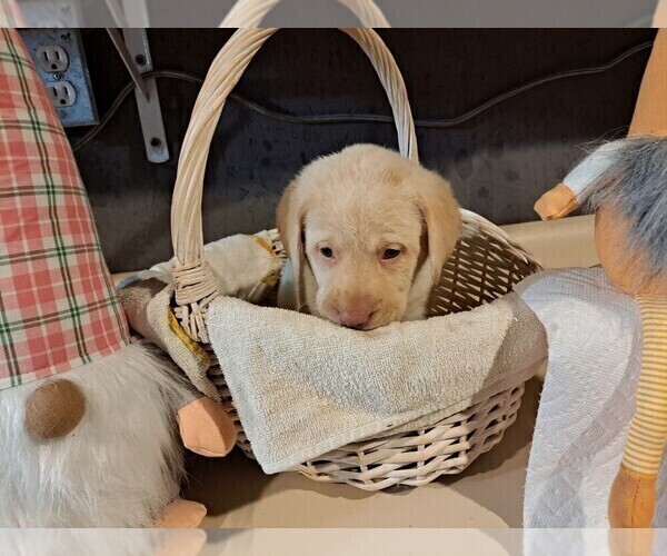 Medium Photo #9 Labrador Retriever Puppy For Sale in GERMANTOWN, IL, USA