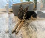 Small German Shepherd Dog