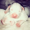 Small Photo #24 Dogo Argentino Puppy For Sale in LUTZ, FL, USA