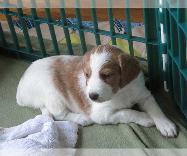 Medium Photo #1 Brittany Puppy For Sale in RAINIER, OR, USA