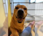 Small #2 Chinese Shar-Pei Mix