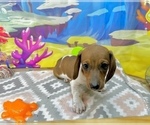 Small #7 Dachshund