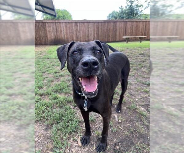 Medium Photo #2 Labrador Retriever-Unknown Mix Puppy For Sale in Plano, TX, USA