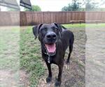Small #1 Labrador Retriever Mix