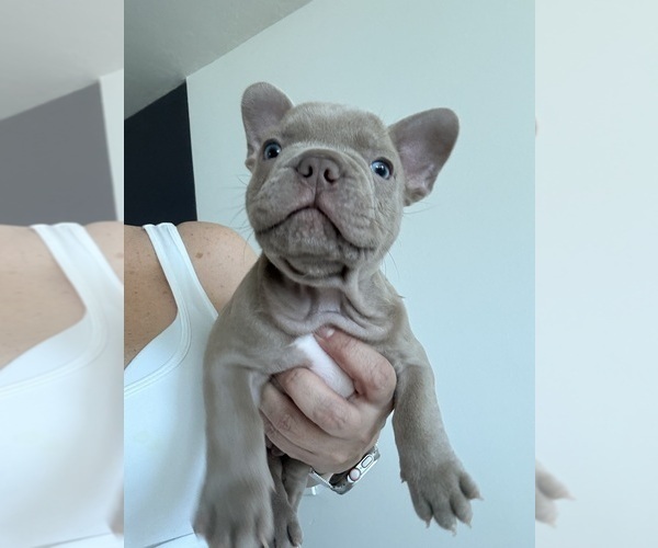 Medium Photo #4 French Bulldog Puppy For Sale in MIAMI, FL, USA