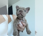 Small #3 French Bulldog