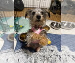 Small #1 Mutt