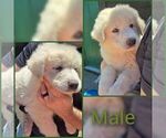 Puppy Green Male Anatolian Shepherd-Maremma Sheepdog Mix