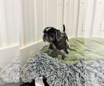 Small #2 Shih Tzu