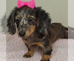Dachshund Puppy for sale in JASONVILLE, IN, USA