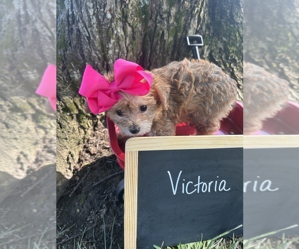 Medium Photo #5 Yo-Chon Puppy For Sale in WEST UNION, OH, USA