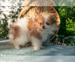 Small #3 Pomeranian