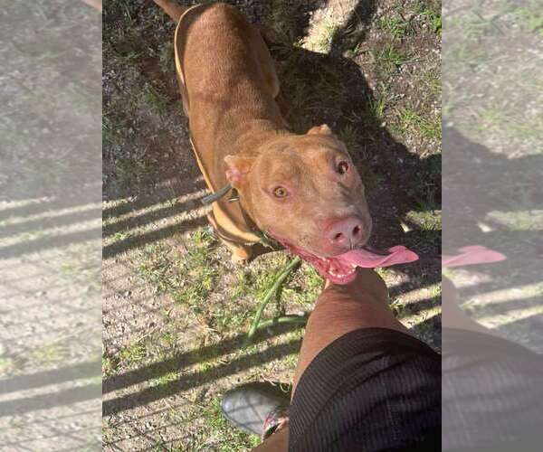 Medium Photo #3 Mutt Puppy For Sale in Abbeville, LA, USA