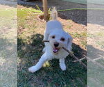 Small Photo #2 Poodle (Miniature)-Unknown Mix Puppy For Sale in Davis, CA, USA