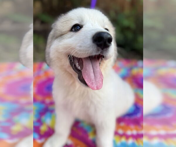 Medium Photo #5 Great Pyrenees Puppy For Sale in Spring, TX, USA