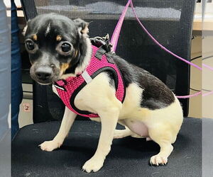 Rat-Cha Dogs for adoption in Mundelein, IL, USA