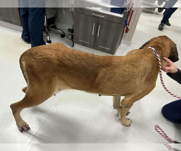 Medium Photo #3 Mastiff Puppy For Sale in Edmond, OK, USA