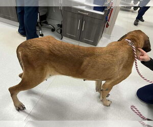 Maggie - For the Love of Mastiffs - Female Mastiff Dog for Adoption - Photo #3