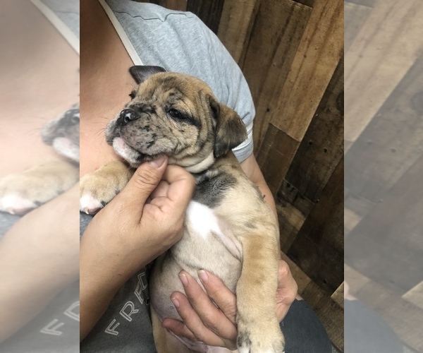 Medium Photo #5 Olde English Bulldogge Puppy For Sale in BOERNE, TX, USA