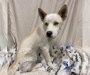 Siberian Husky Dogs for adoption in Modesto, CA, USA