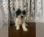 Small #37 Cavapoo-Poodle (Miniature) Mix