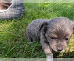 Small #3 Chihuahua
