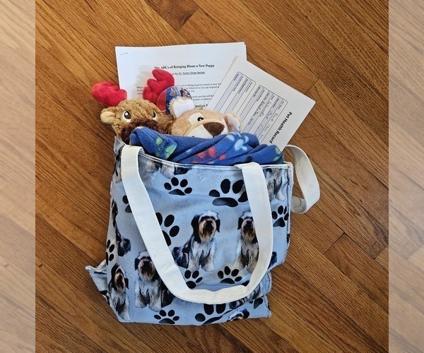 Medium Photo #9 Poodle (Miniature) Puppy For Sale in WHITEWATER, WI, USA