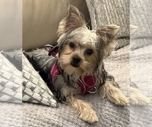 Mutt Dogs for adoption in Allentown,, PA, USA