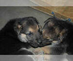 Small Photo #22 German Shepherd Dog Puppy For Sale in BEULAVILLE, NC, USA