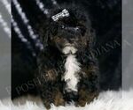 Puppy MAVERICK Poodle (Toy)