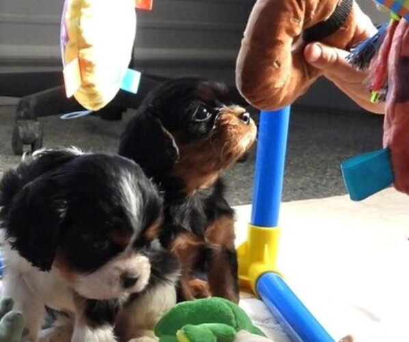 Medium Photo #3 Cavalier King Charles Spaniel Puppy For Sale in CARLISLE, KY, USA