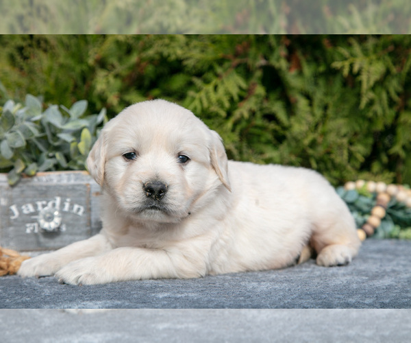 Medium Photo #1 English Cream Golden Retriever Puppy For Sale in ROCHESTER, IN, USA