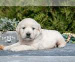 Puppy Maddox English Cream Golden Retriever