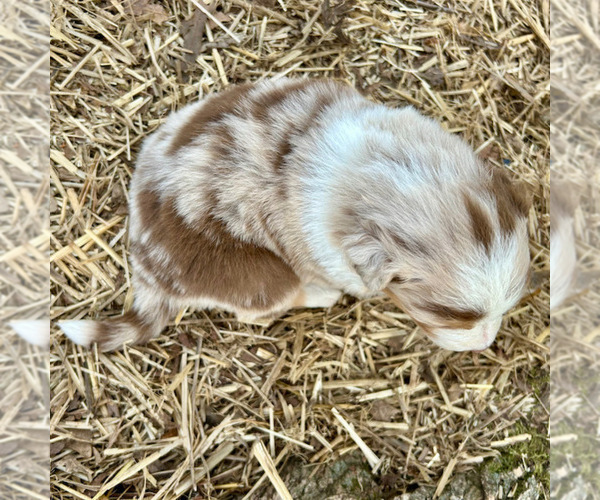 Medium Photo #37 Australian Shepherd Puppy For Sale in SMITHS GROVE, KY, USA