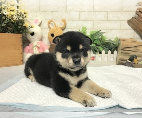 Medium Photo #4 Shiba Inu Puppy For Sale in EMPIRE STATE, NY, USA