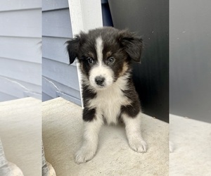 Australian Shepherd Puppy for sale in LODA, IL, USA