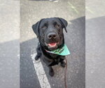 Small Labrador Retriever Mix