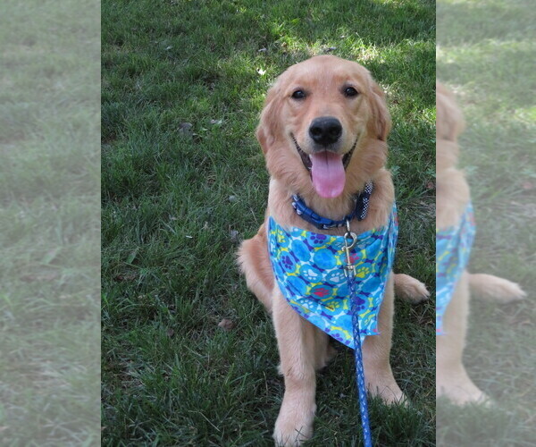 Medium Photo #30 Golden Retriever Puppy For Sale in MECHANICSVILLE, MD, USA