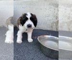 Small #3 Saint Berdoodle