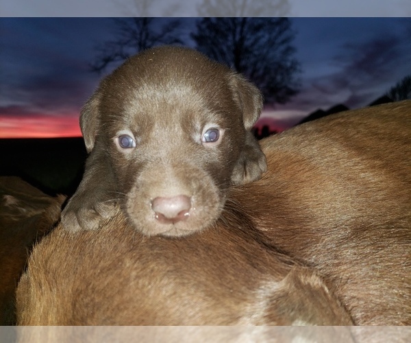 Medium Photo #2 Labrador Retriever Puppy For Sale in MORRILL, KS, USA