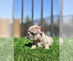 Small #10 French Bulldog