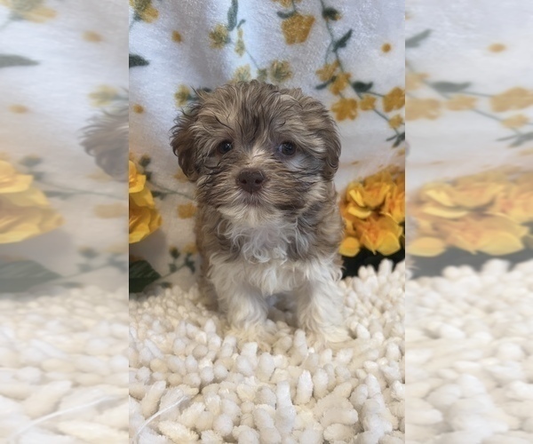 Medium Photo #3 Havanese Puppy For Sale in MARTINSVILLE, IN, USA