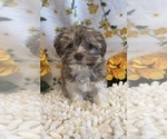 Small Photo #3 Havanese Puppy For Sale in MARTINSVILLE, IN, USA