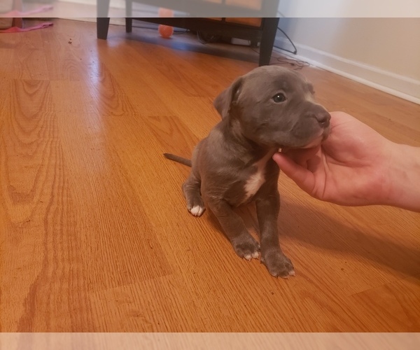 Medium Photo #12 American Pit Bull Terrier Puppy For Sale in POWDER SPGS, GA, USA