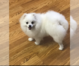 Father of the Pomeranian puppies born on 11/30/2019