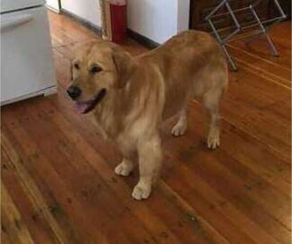 Medium Photo #10 Golden Retriever Puppy For Sale in NUNN, CO, USA