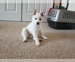 Small Photo #9 Shiba Inu Puppy For Sale in DAVENPORT, FL, USA